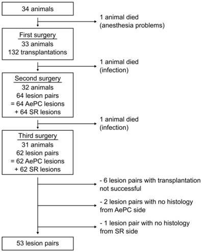 Int J Med Sci Image