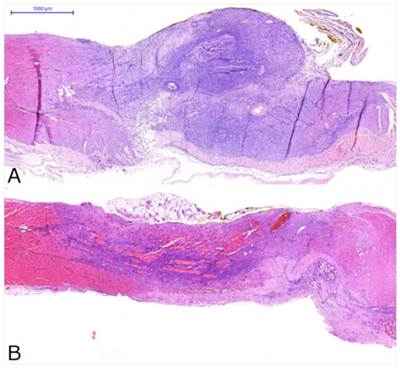 Int J Med Sci Image