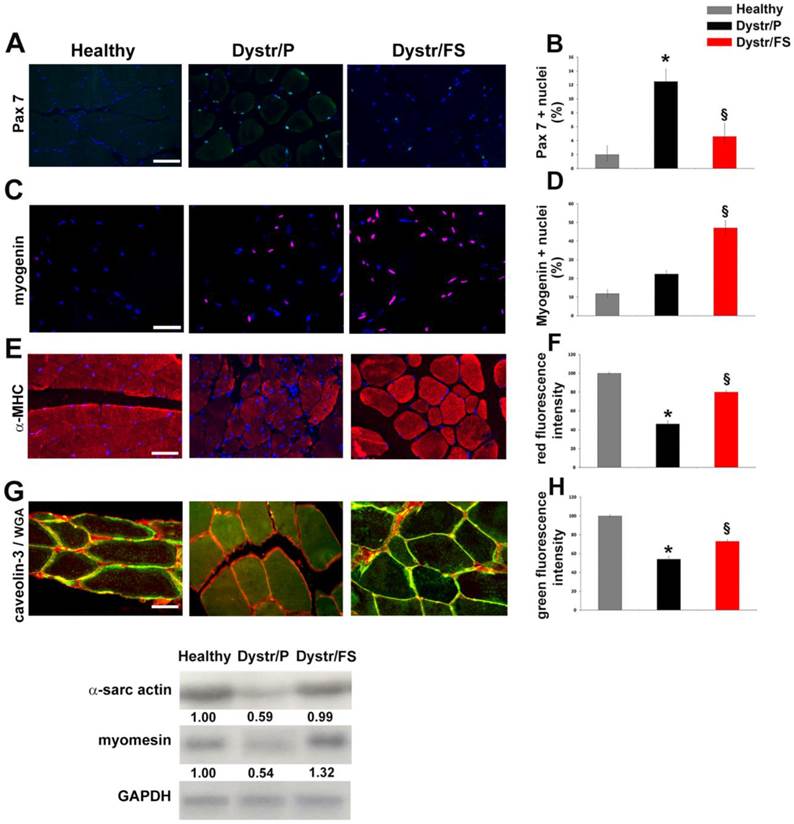 Int J Med Sci Image