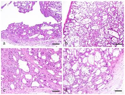 Int J Med Sci Image