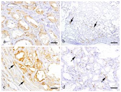 Int J Med Sci Image