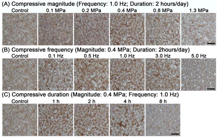 Int J Med Sci Image