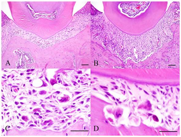 Int J Med Sci Image