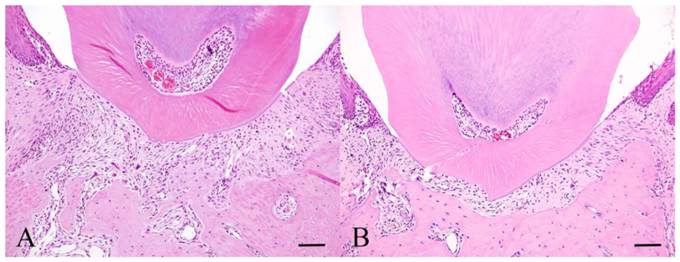 Int J Med Sci Image