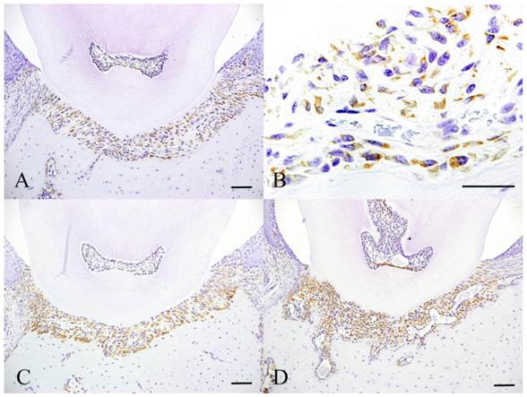 Int J Med Sci Image