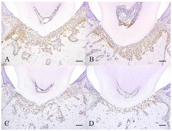 Int J Med Sci Image