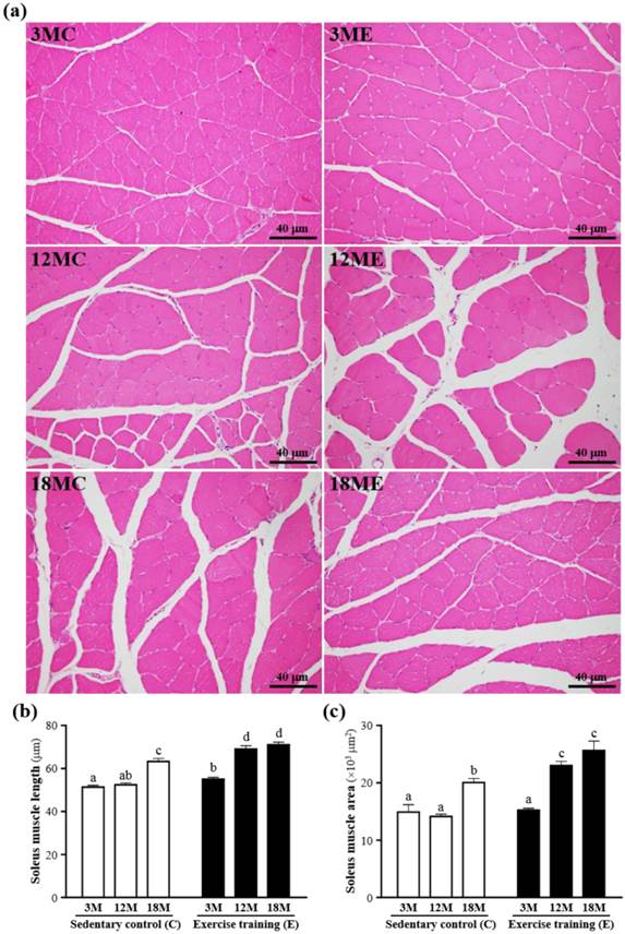 Int J Med Sci Image