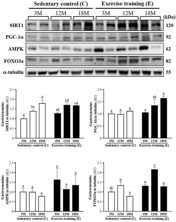 Int J Med Sci Image