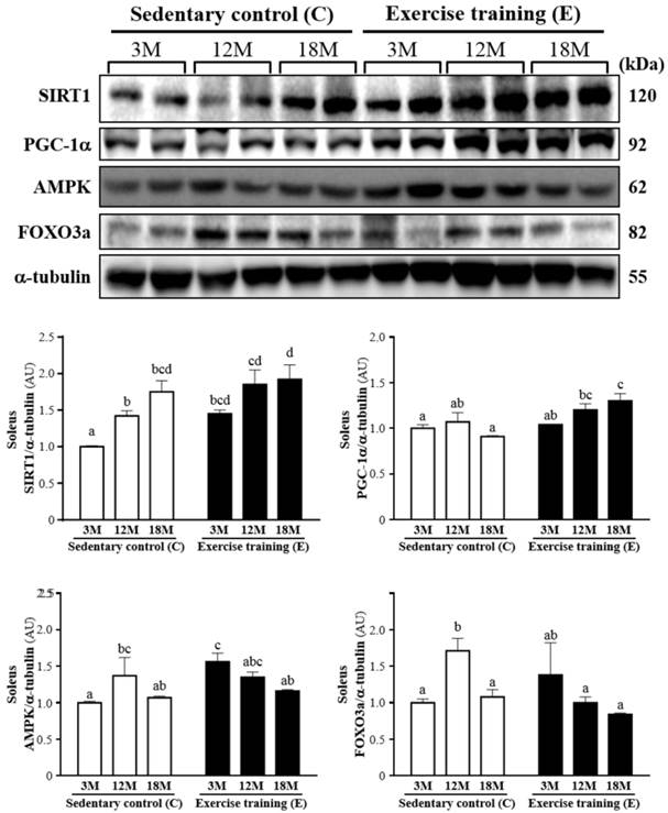 Int J Med Sci Image