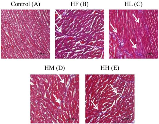 Int J Med Sci Image