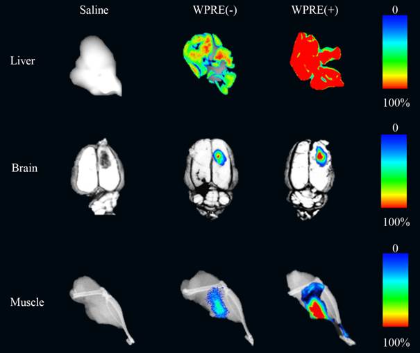 Int J Med Sci Image