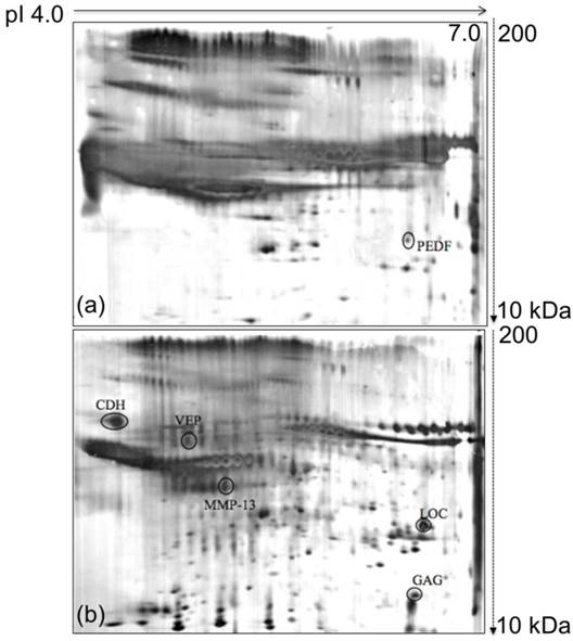 Int J Med Sci Image