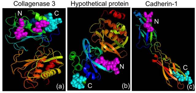 Int J Med Sci Image