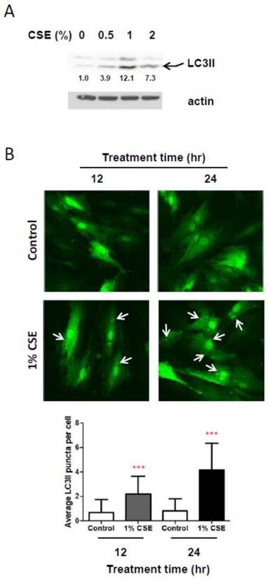 Int J Med Sci Image