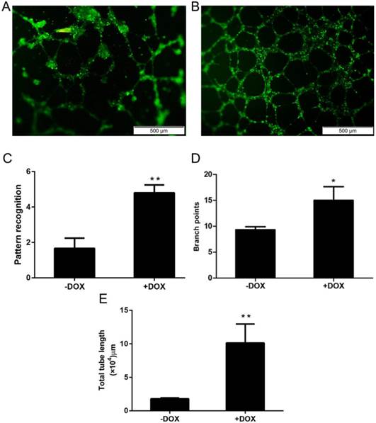 Int J Med Sci Image