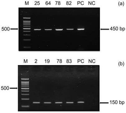 Int J Med Sci Image