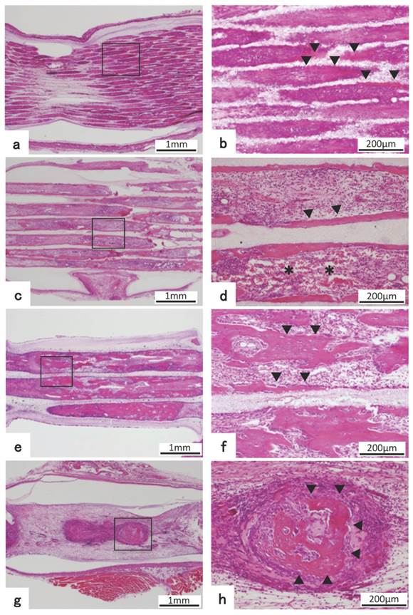 Int J Med Sci Image