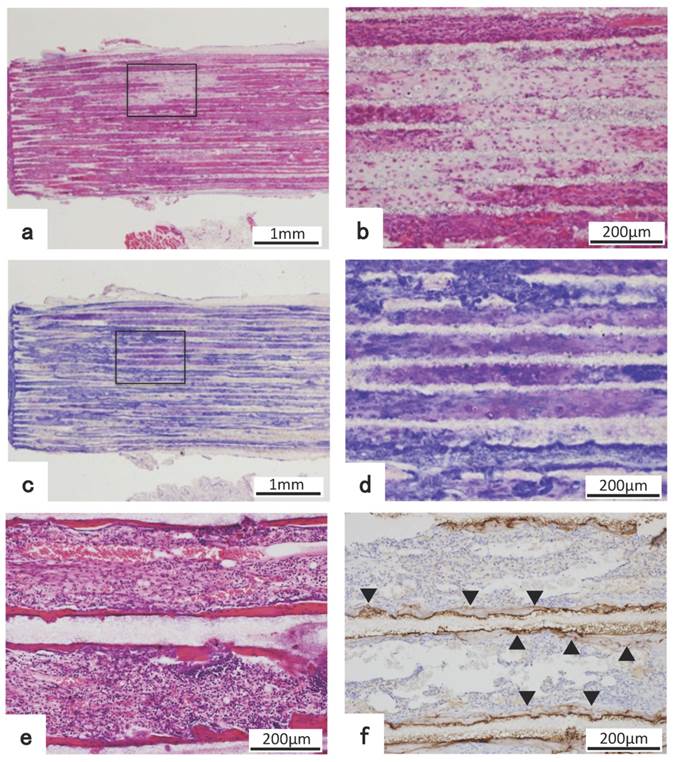 Int J Med Sci Image