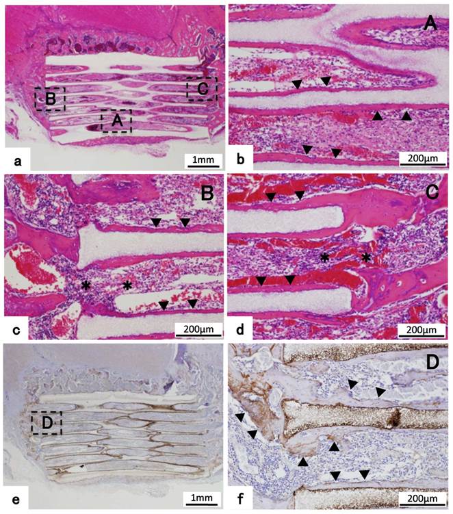 Int J Med Sci Image