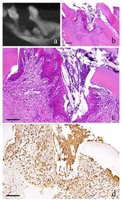 Int J Med Sci Image