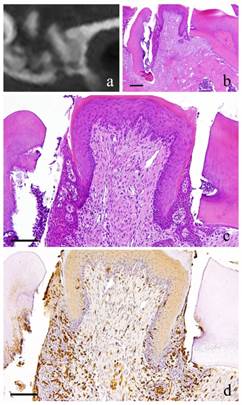 Int J Med Sci Image