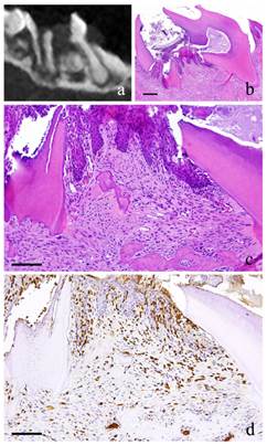 Int J Med Sci Image