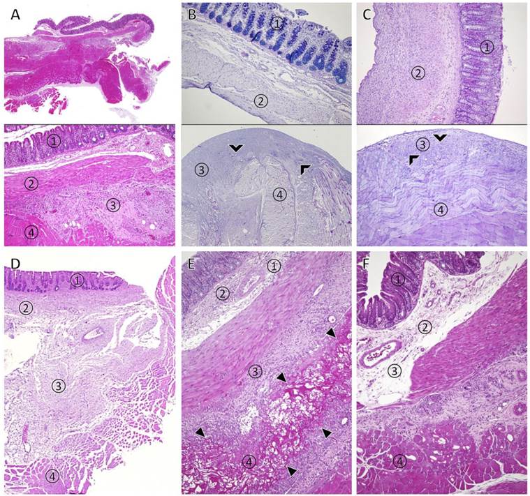 Int J Med Sci Image