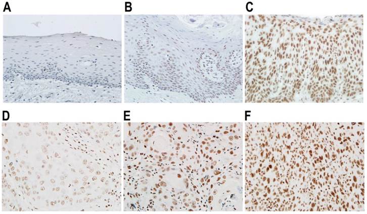 Int J Med Sci Image