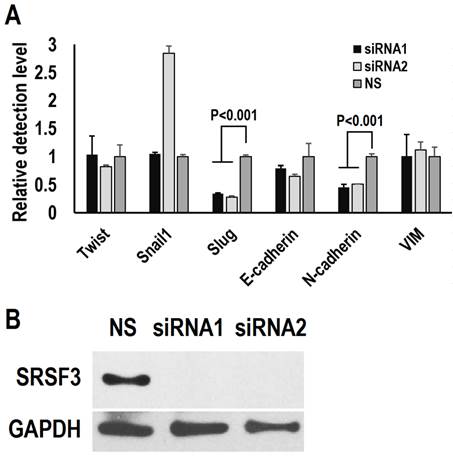 Int J Med Sci Image