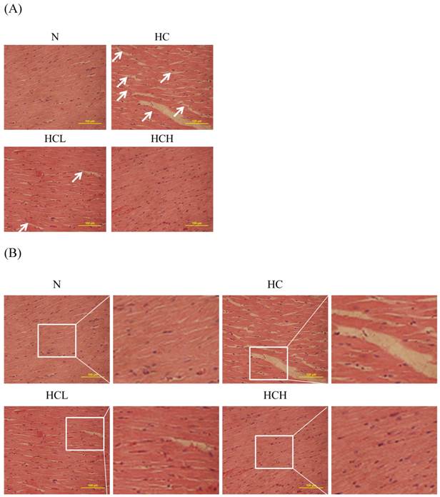 Int J Med Sci Image