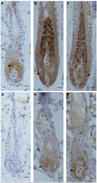 Int J Med Sci Image