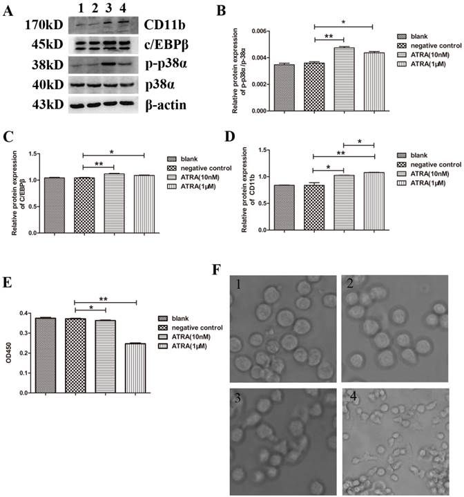 Int J Med Sci Image