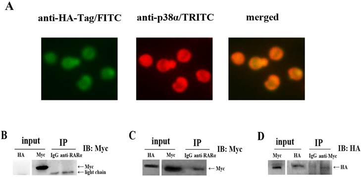 Int J Med Sci Image