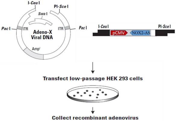 Int J Med Sci Image