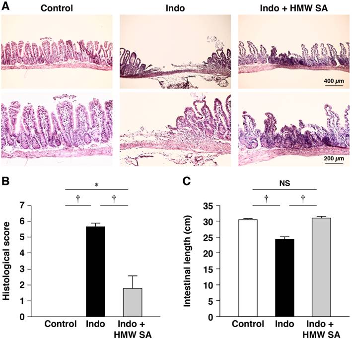 Int J Med Sci Image