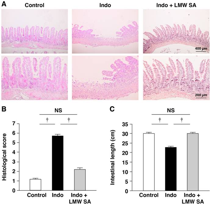 Int J Med Sci Image