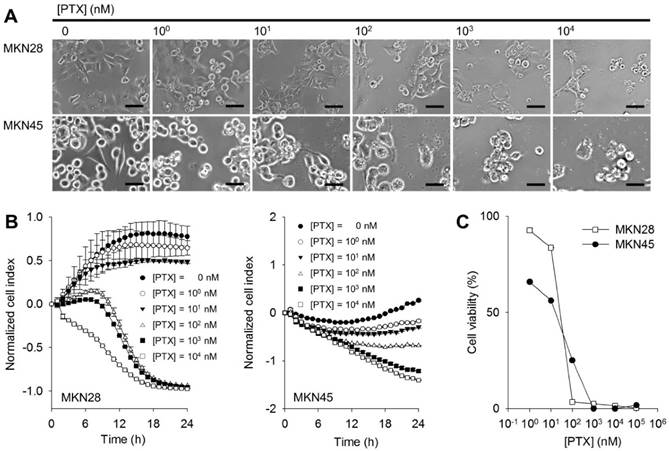 Int J Med Sci Image