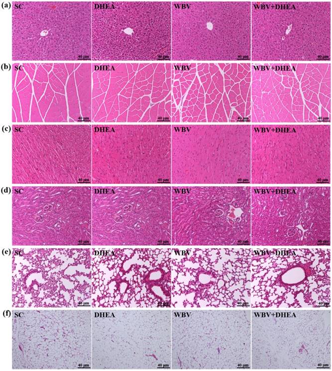 Int J Med Sci Image