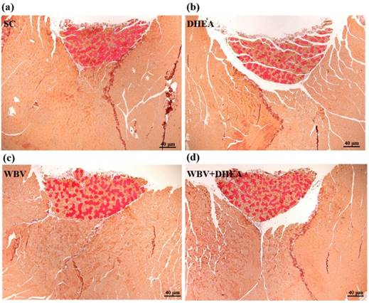 Int J Med Sci Image