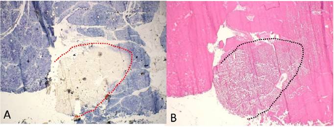 Int J Med Sci Image