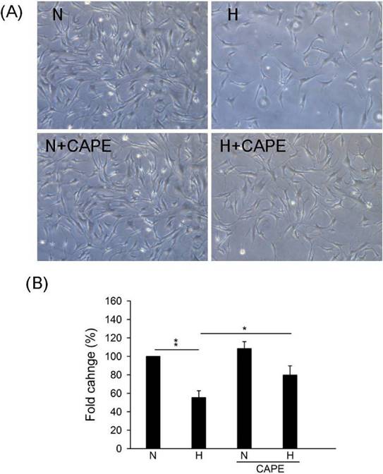 Int J Med Sci Image