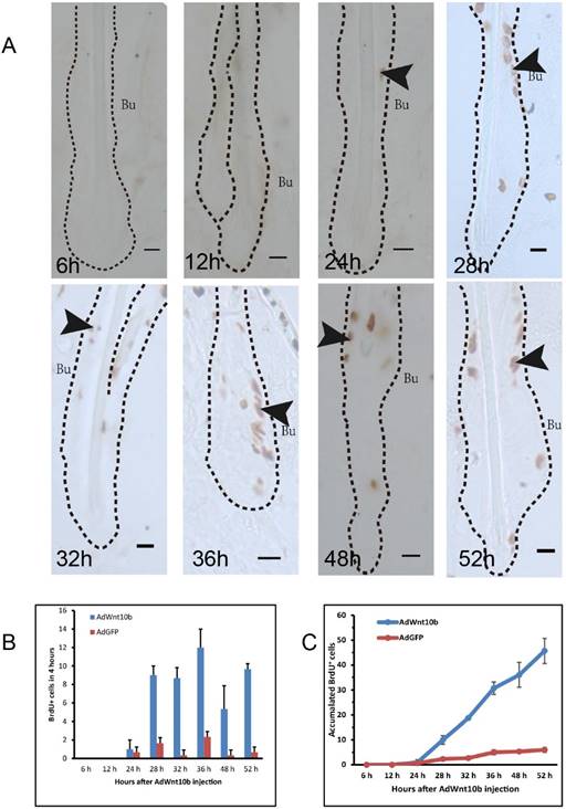 Int J Med Sci Image