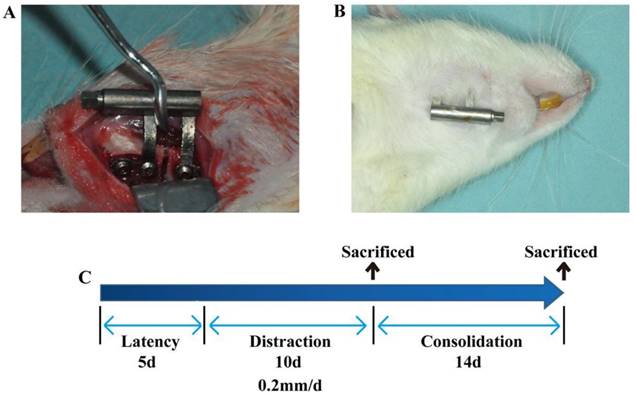 Int J Med Sci Image