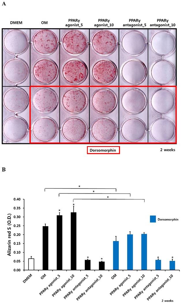 Int J Med Sci Image