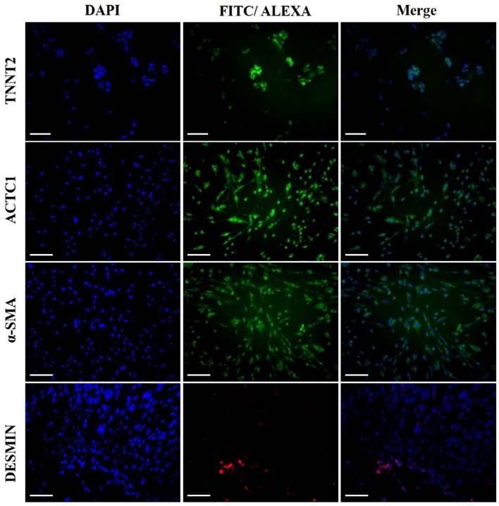 Int J Med Sci Image