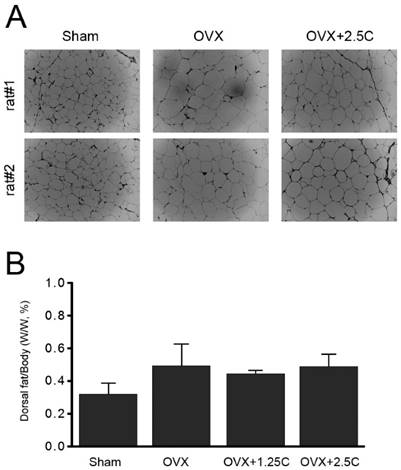 Int J Med Sci Image