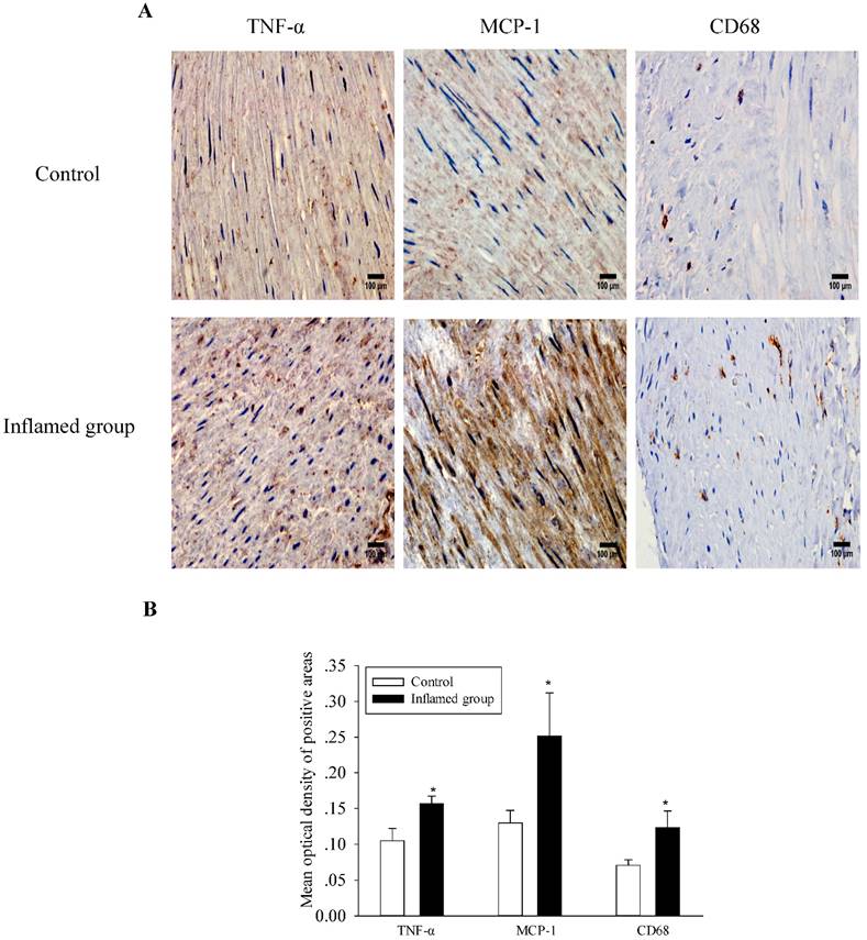 Int J Med Sci Image