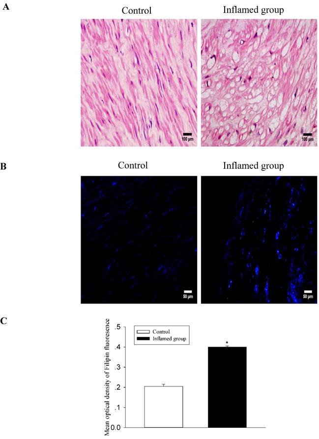 Int J Med Sci Image