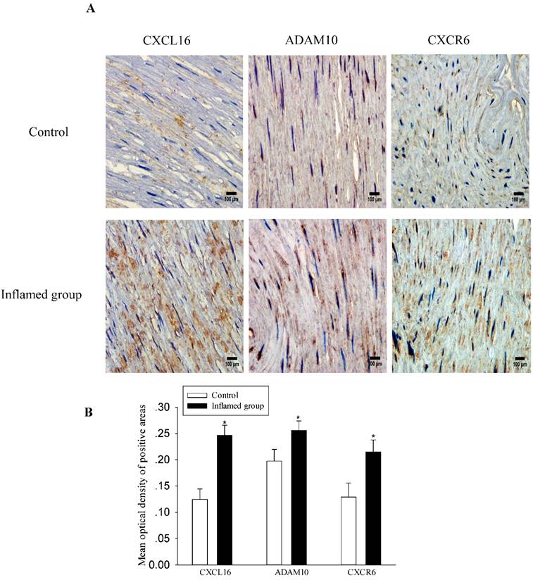 Int J Med Sci Image