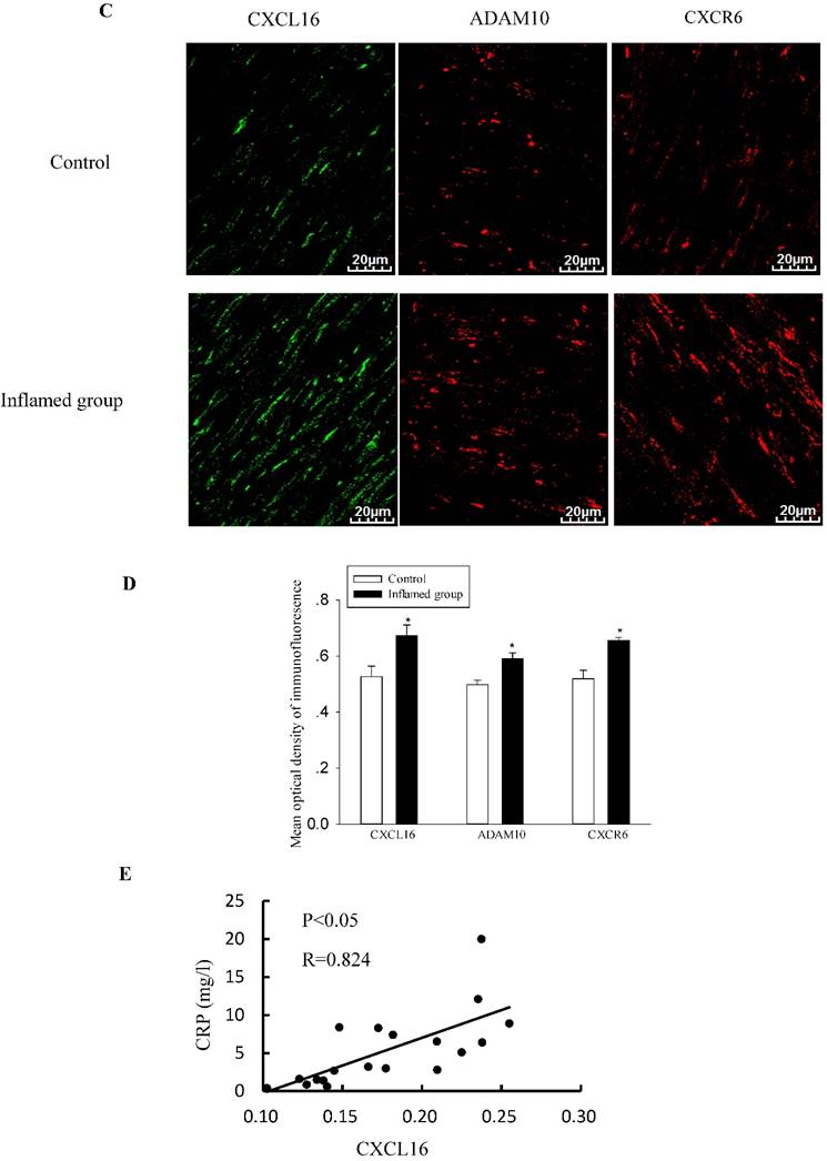 Int J Med Sci Image